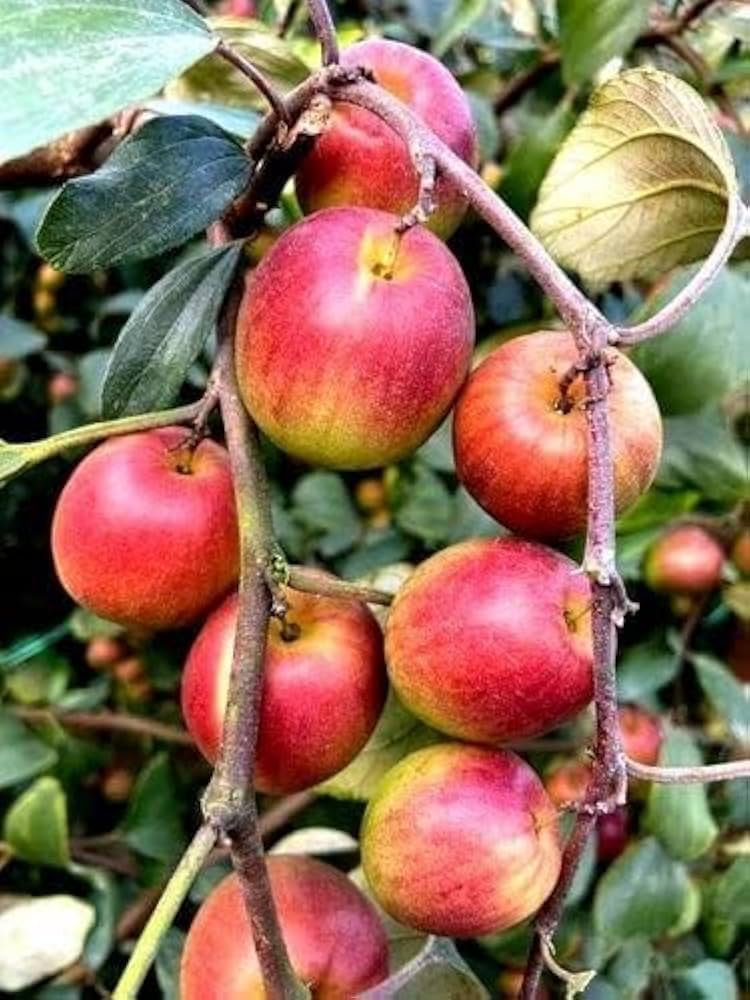 Red-green apple Malus domestica seeds for organic orchard
